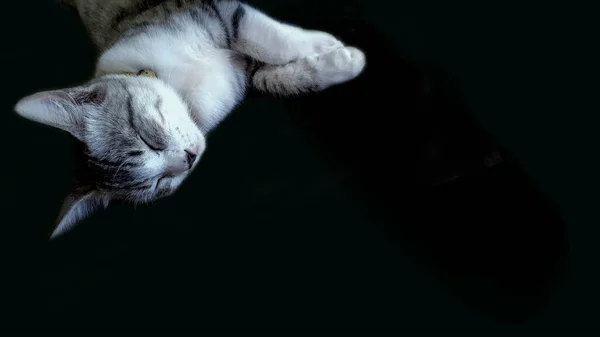 Кіт Чорному Тлі Місце Копіювання — стокове фото