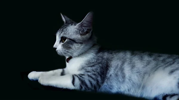 Сірий Роздягнений Візерунок Кіт Фоні Блоку — стокове фото