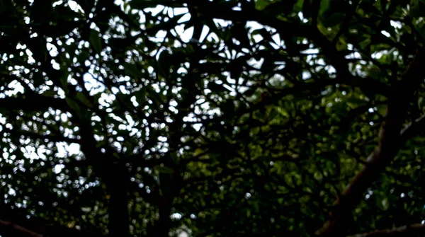 Сцена Боке Дерева Естественного Тенью Светом — стоковое фото