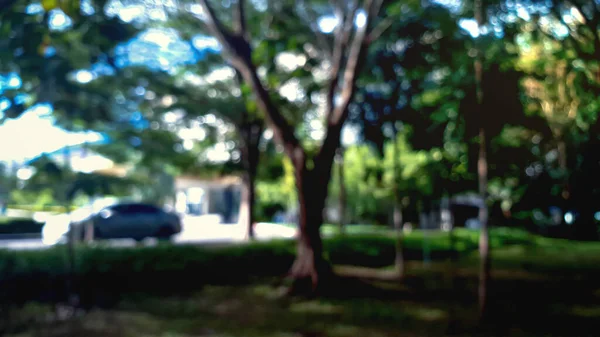 Боке Сцену Дерева Природною Тіні Світлом — стокове фото