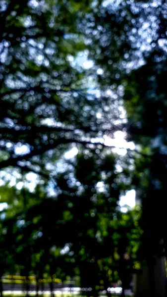 Una Escena Bokeh Árbol Natural Con Sombra Luz — Foto de Stock