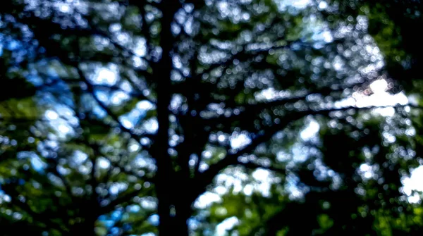 Une Scène Bokeh Arbre Naturel Avec Ombre Lumière — Photo