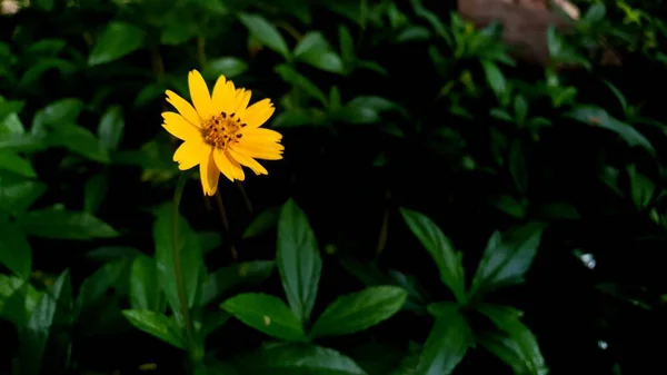 叶斑黄花中的雏菊 — 图库照片