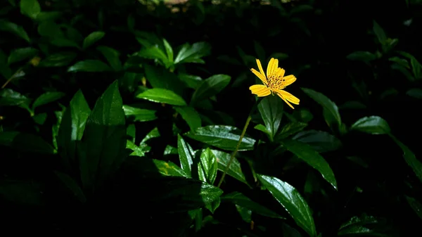 Singapore Маргаритки Желтый Цветок Фоне Листьев Светлое Пятно — стоковое фото