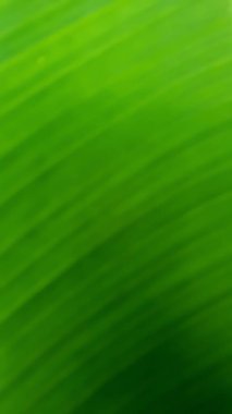 Yeşil doğal soyulmuş bulanık arkaplan