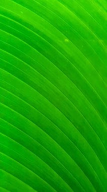 Yeşil doğal bir çelme arka plan