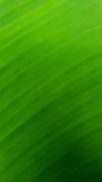 Зеленый Естественный Размытый Фон — стоковое фото