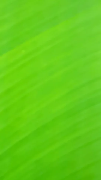 Yeşil Doğal Bulanık Arkaplan — Stok fotoğraf