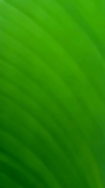 Green Natural Stripped Blur Background — Stock Photo, Image