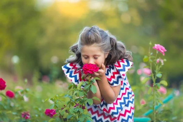O mică fată zâmbitoare cu păr creț maro îmbrăcat în rochie roșie albastră roz cu imprimare zigzag mirosind un trandafir în grădina de vară de primăvară trandafir — Fotografie, imagine de stoc
