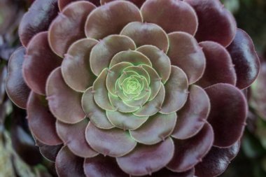 Succulents ve kaktüs bir bahçe. Echeveria, bir taş yükseldi. Yatay fotoğraf. Seçici odak, mor etli görüntüsünü yakından
