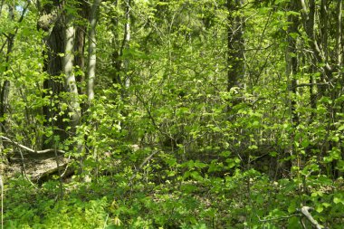 doğal orman ağaçların taze yeşil yaprakları ve güneşin ışınları ışık ve bitki örtüsü ile döküm ile bahar Panoraması 
