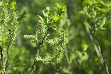 Güneşli bir gün, taze yeşil kedicikler willow Rüzgar yaprakları, Mevsimlik arka plan bahar