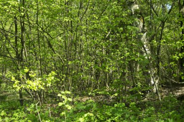 doğal orman ağaçların taze yeşil yaprakları ve güneşin ışınları ışık ve bitki örtüsü ile döküm ile bahar Panoraması 
