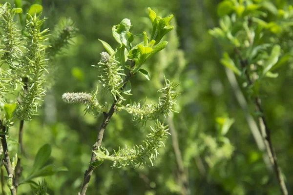Güneşli bir gün, taze yeşil kedicikler willow Rüzgar yaprakları, Mevsimlik arka plan bahar