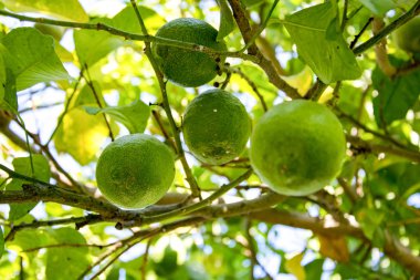 Yakın çekim shot sulu olgun yeşil kireç yaprakları arasında dal