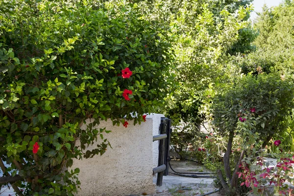 White fence and garden gate hidden among the greenery in the bushes of flowering hibiscus