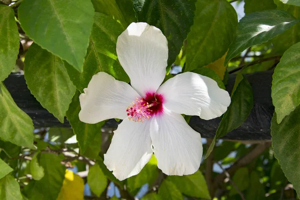葉の中の枝に白いハイビスカスの花のクローズ アップ ショット — ストック写真