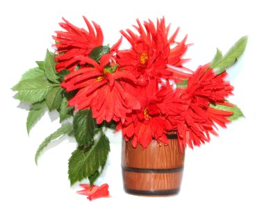 Seramik vazoda hareket izole kırmızı dahlias