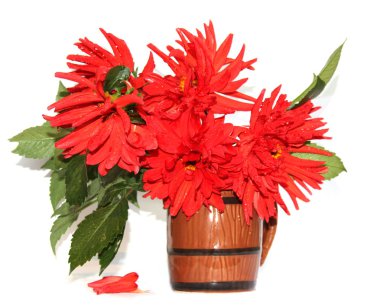 İzole bir seramik Vazoda Kırmızı dahlias