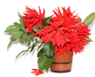 Seramik vazoda hareket izole kırmızı dahlias