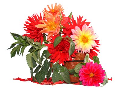 İzole bir seramik Vazoda Kırmızı dahlias