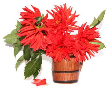 İzole bir seramik Vazoda Kırmızı dahlias