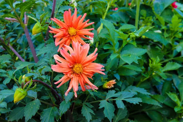 Gros Plan Fleur Dahlia Dans Jardin Parmi Les Feuilles — Photo