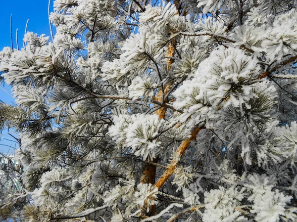 Día Despejado Invierno Paisaje Rural Con Jardín Rústico Cubierto Nieve — Foto de Stock