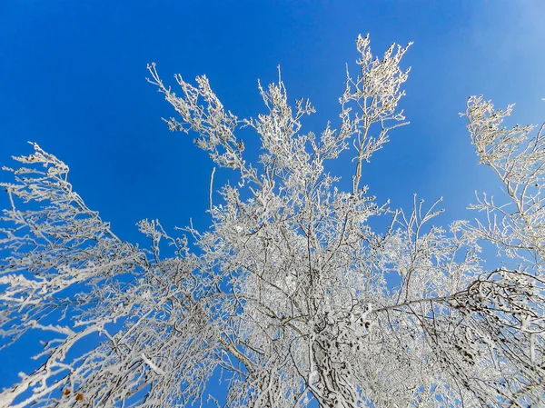 Winter Clear Day Rural Landscape Rustic Garden Covered Snow Frozen — Stock Photo, Image