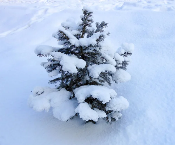 Pino Pequeño Contra Campo Nieve Paisaje Invierno — Foto de Stock