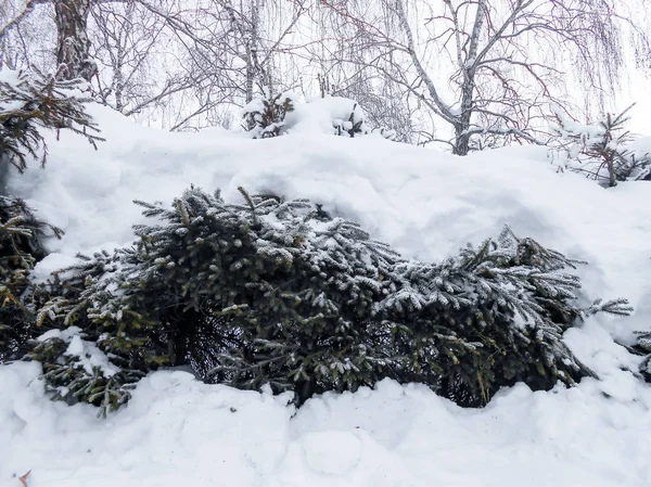 Pino Contra Campo Nieve Paisaje Invierno — Foto de Stock