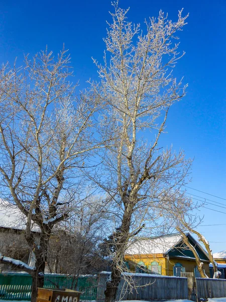 Winter Clear Day Rural Landscape Rustic Garden Covered Snow Frozen — Stock Photo, Image