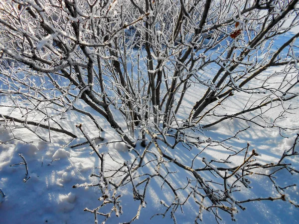 Wiejski Krajobraz Rustykalny Ogród Zimowy Jasny Dzień Pokryte Śniegiem Mrożone — Zdjęcie stockowe