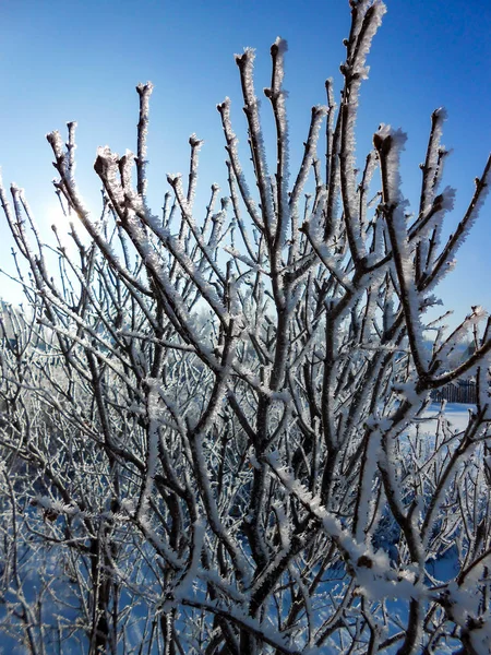 Día Despejado Invierno Paisaje Rural Con Jardín Rústico Cubierto Nieve — Foto de Stock