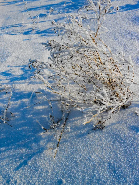 Lonely Brunches Bush Snow Field Winter Landscape — Stock Photo, Image