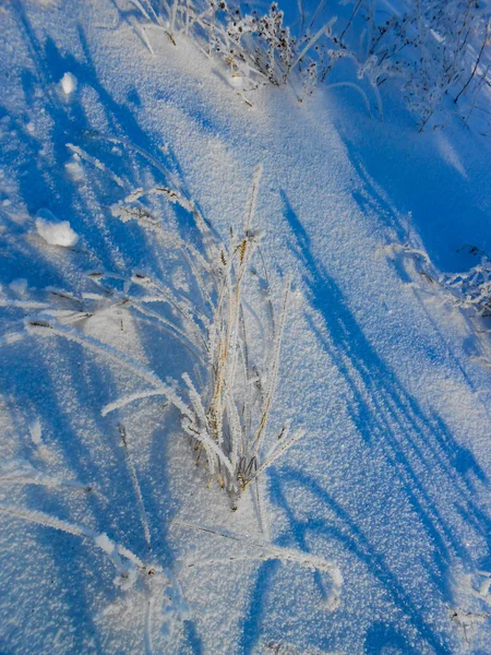 Lonely Brunches Bush Snow Field Winter Landscape — Stock Photo, Image