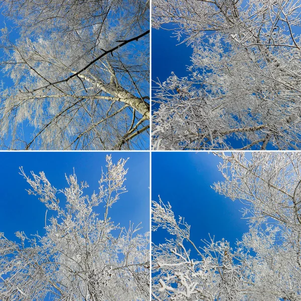 Manojos Salpicados Nieve Contra Cielo Azul Claro Invierno — Foto de Stock