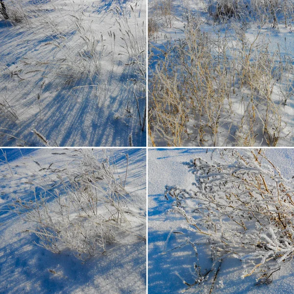 Almuerzos Solitarios Del Arbusto Contra Campo Nieve Paisaje Invierno — Foto de Stock
