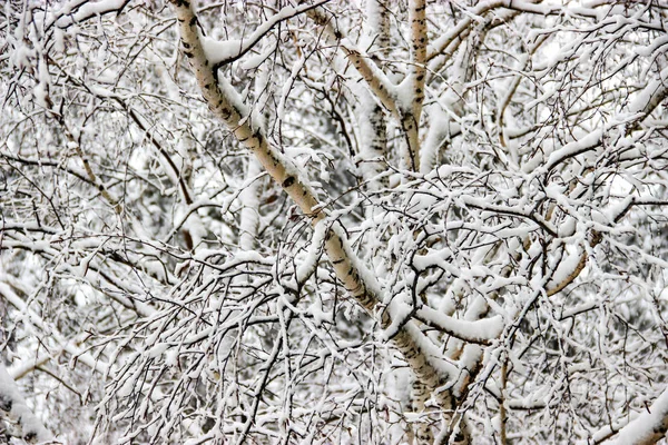 一个冬天的日子 一个农村景观冻结的树枝覆盖着雪 — 图库照片