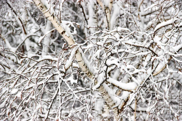 一个冬天的日子 一个农村景观冻结的树枝覆盖着雪 — 图库照片