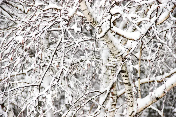 Día Invierno Paisaje Rural Ramas Congeladas Árboles Cubiertos Nieve — Foto de Stock