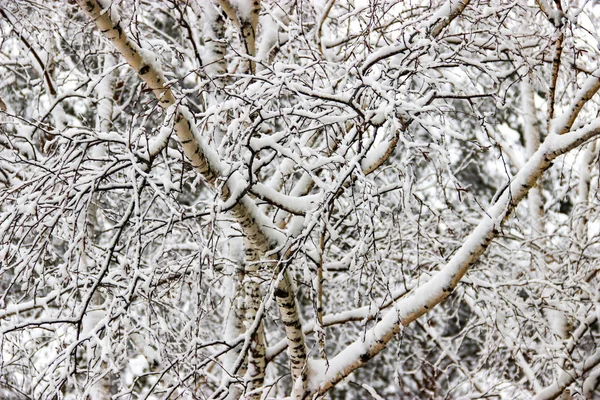 一个冬天的日子 一个农村景观冻结的树枝覆盖着雪 — 图库照片