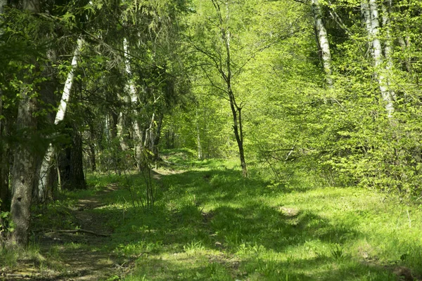 spring panorama of a scenic forest of trees with fresh green leaves and the sun casting its rays of light through the foliage