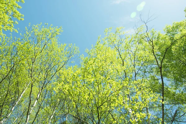 spring panorama of a scenic forest of trees with fresh green leaves and the sun casting its rays of light through the foliage