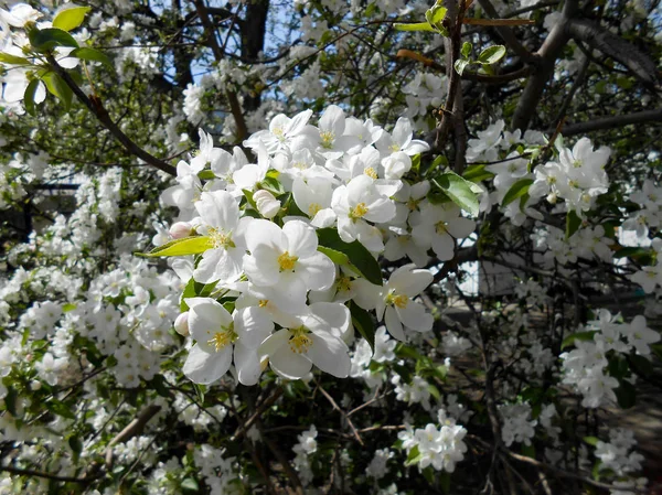 Selektywny Fokus Brunche Pięknych Kwiatów Drzewo Jabłoni Liści Tło — Zdjęcie stockowe
