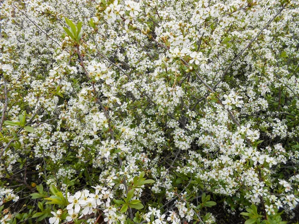 Selective Focus Brunches Beautiful Flowers Apple Tree Blossom Leaves Backdrop — Stock Photo, Image