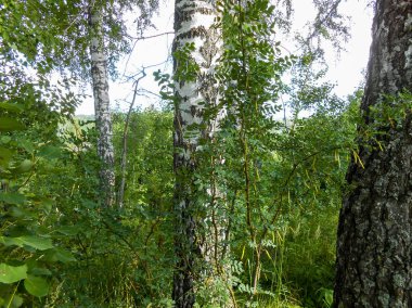 Sabah ışığında güzel bahar huş grove yeşillik, taze yaprakları