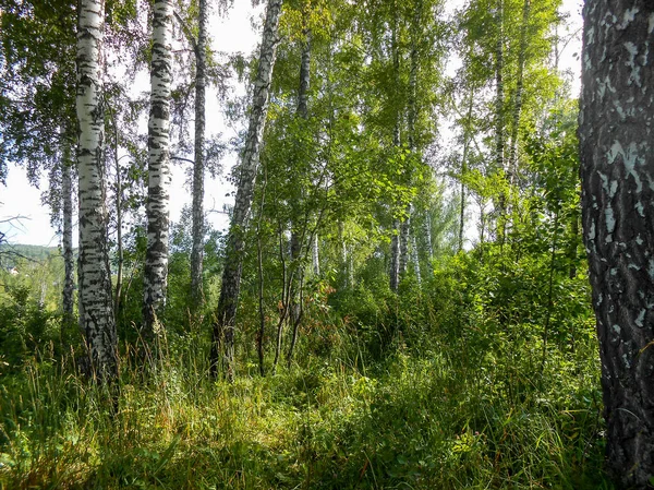 Sabah Işığında Güzel Bahar Huş Grove Yeşillik Taze Yaprakları — Stok fotoğraf