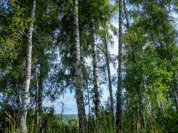 Beautiful Spring Birch Grove Foliage Fresh Leaves Morning Light — Stock Photo, Image